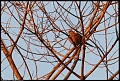 
Mourning Dove
