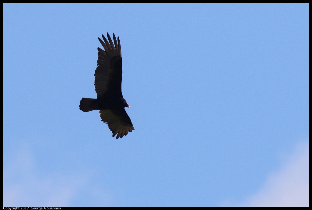 
Turkey Vulture
