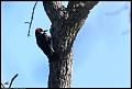 
Acorn Woodpecker
