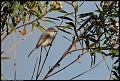 
Blue-grey Gnatcatcher - Audubon House, Irvine, CA - February 24, 2017
