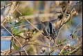 
Blue-gray Gnatcatcher
