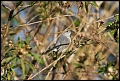 
Blue-gray Gnatcatcher
