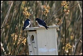 
Tree Sparrow - Audubon House, Irvine, CA - February 24, 2017
