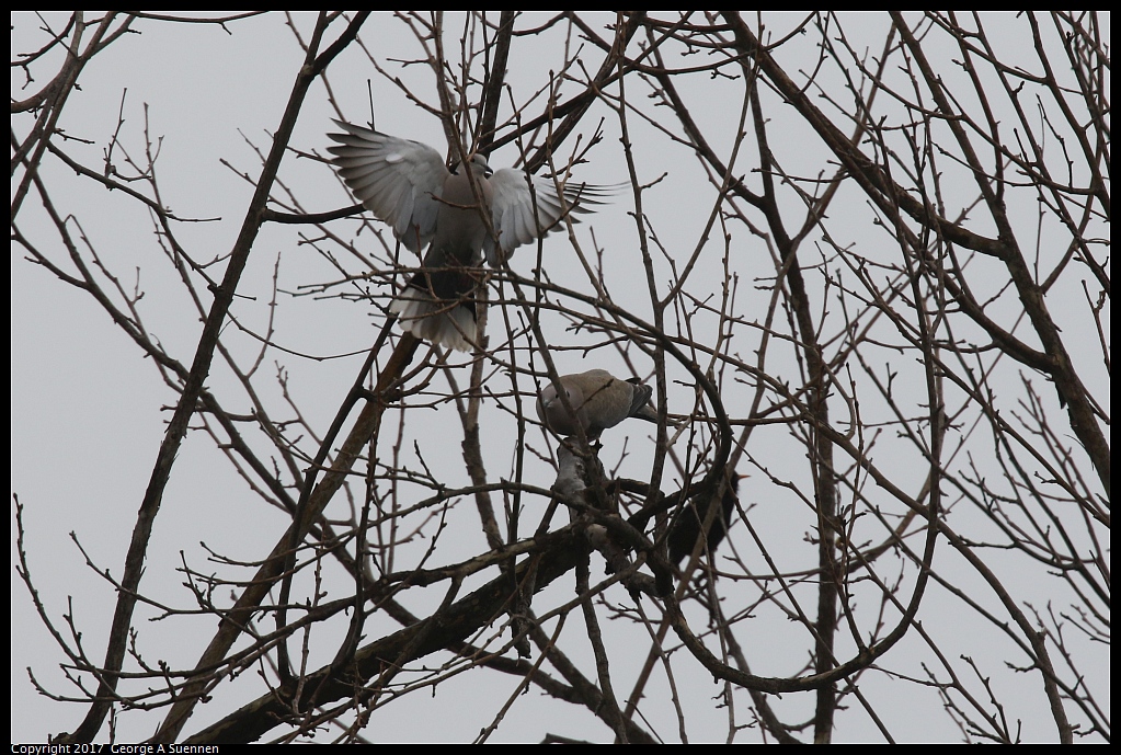 
Eurasian Collared-Dove
