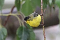 
Lesser Goldfinch
