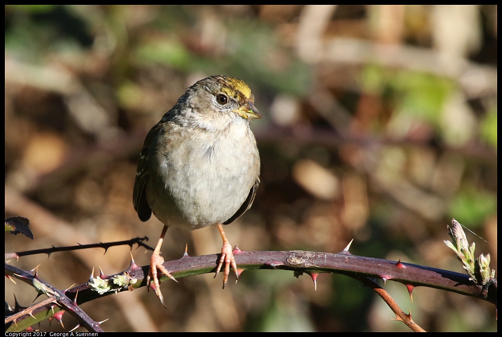 
Golden-crowned Sparrow - Albany Hill - February 28, 2017
