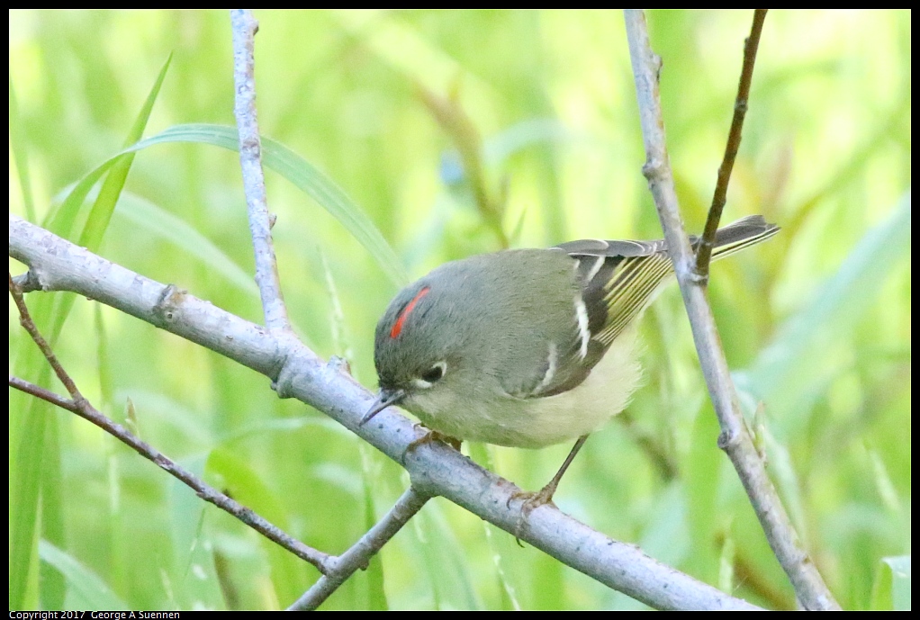 
Ruby-crowned Kinglet - Albany Hill - February 28, 2017
