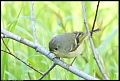 
Ruby-crowned Kinglet - Albany Hill - February 28, 2017
