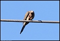 
Mourning Dove
