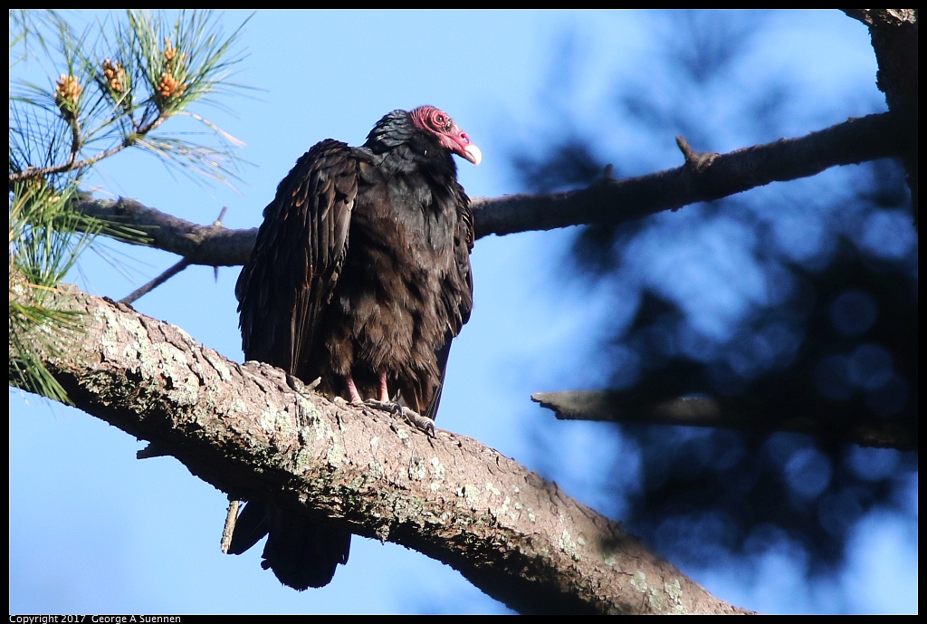 
Turkey Vulture - Jewel Lake - March 2, 2017
