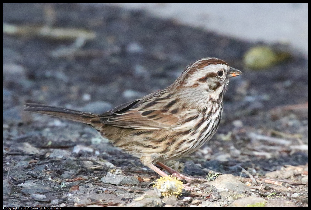 
Song Sparrow
