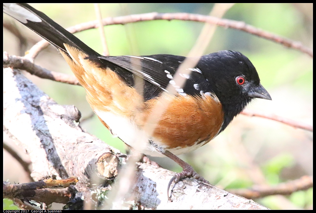 
Spotted Towhee - Jewel Lake - March 2, 2017
