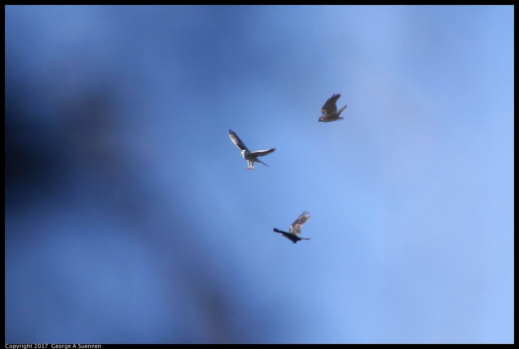 
Kite and Crow

