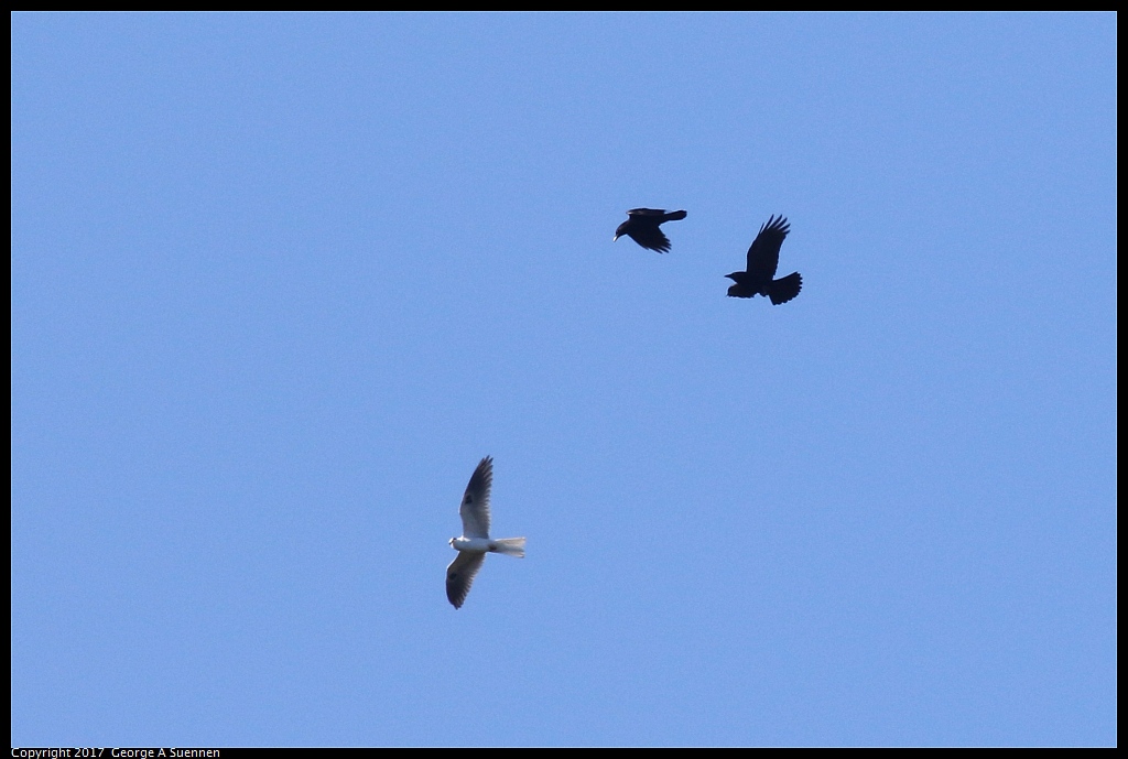 
White-tailed Kite and Crows - Jewel Lake - March 2, 2017
