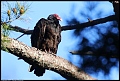
Turkey Vulture - Jewel Lake - March 2, 2017
