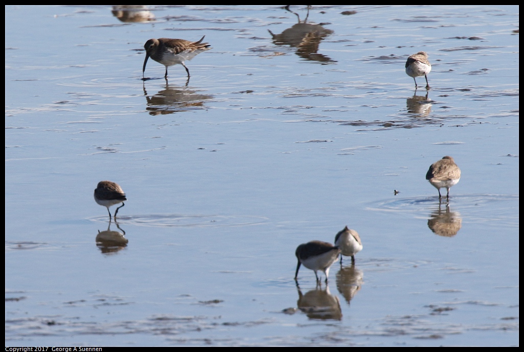 
Dunlin, Least and Western Sandpiper
