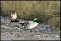 
Green-winged Teal
