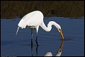 
Great Egret
