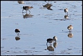 
Dunlin, Least and Western Sandpiper
