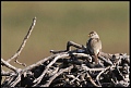 
White-crowned Sparrow

