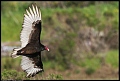 
Turkey Vulture
