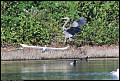 
Great Blue Heron and Great Egret
