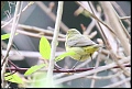 
Orange-crowned Warbler
