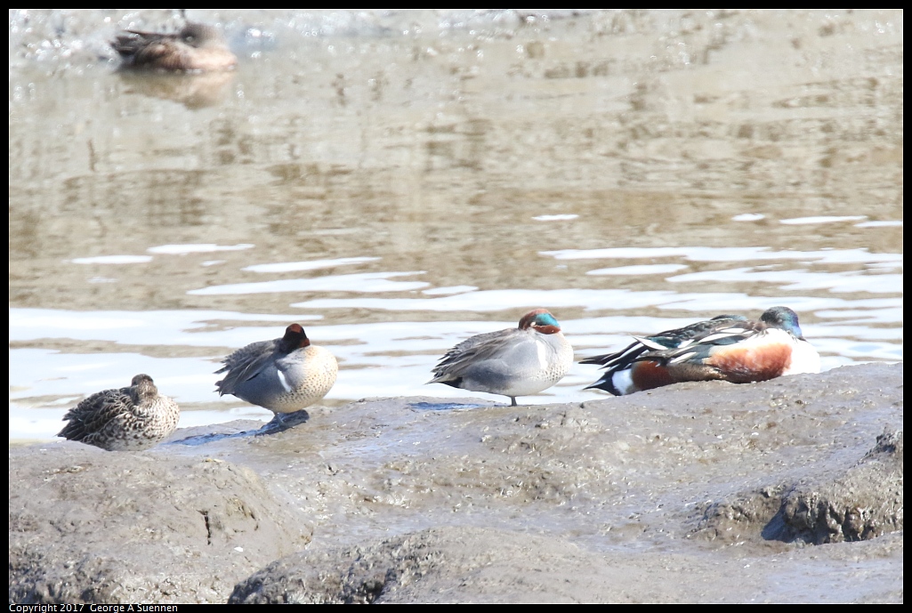 
Green-winged Teal and Northern Shoveler
