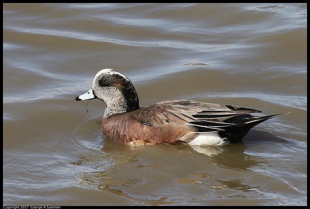 
American Wigeon - Albany Mudflats - March 21, 2017
