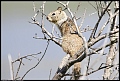 
Ground Squirrel in a tree
