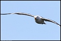 
California Gull
