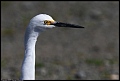 
Snowy Egret
