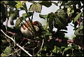 
House Sparrow
