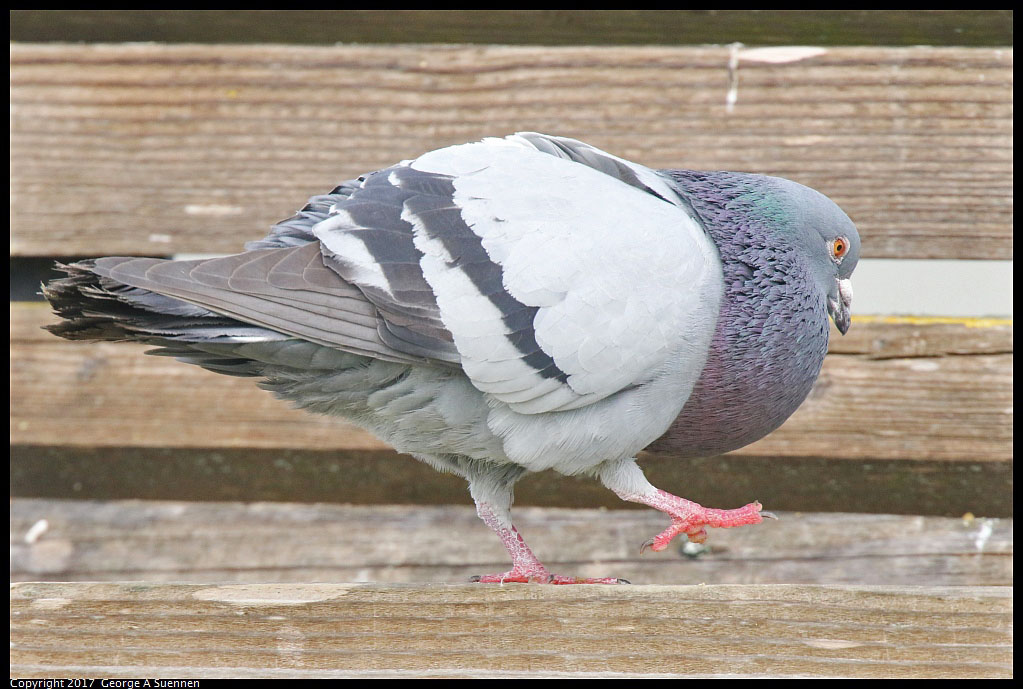 
Rock Pigeon
