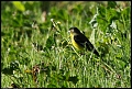 
Lesser Goldfinch
