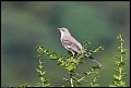 
Northern Mockingbird
