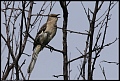
Northern Mockingbird
