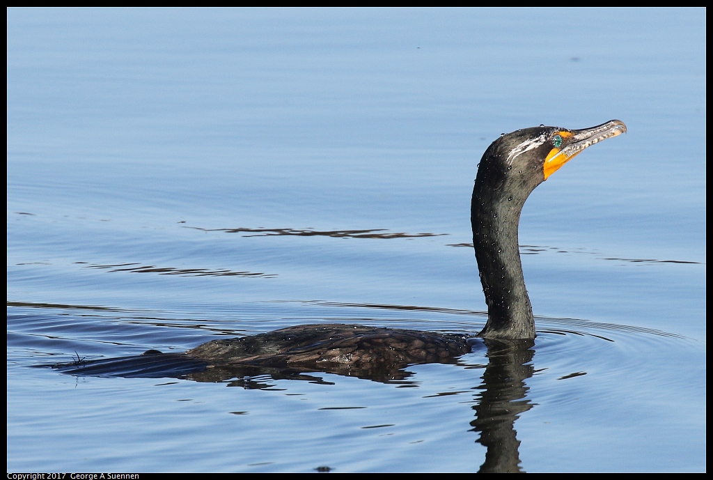 
Double-crested Cormorant
