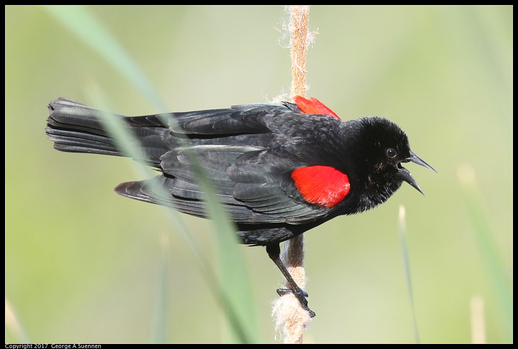 
Red-winged Blackbird
