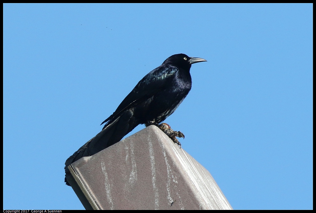 
Great-tailed Grackle - Mt View Sanitary District - March 29, 2017
