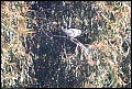 
Eurasian Collared-Dove
