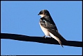 
Tree Swallow - Mt View Sanitary District - March 29, 2017
