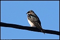 
Tree Swallow
