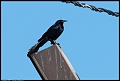 
Great-tailed Grackle
