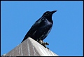 
Great-tailed Grackle
