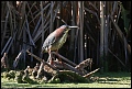
Green Heron - Mt View Sanitary District - March 29, 2017
