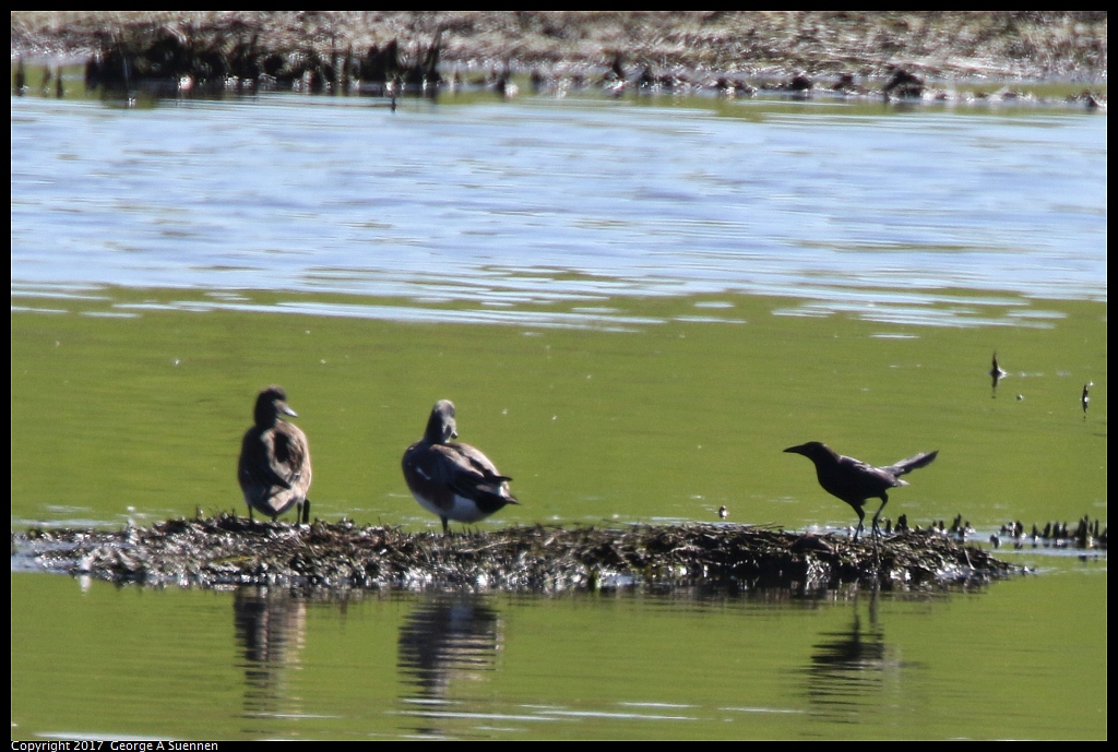 
Great-tailed Grackle and Wigeon
