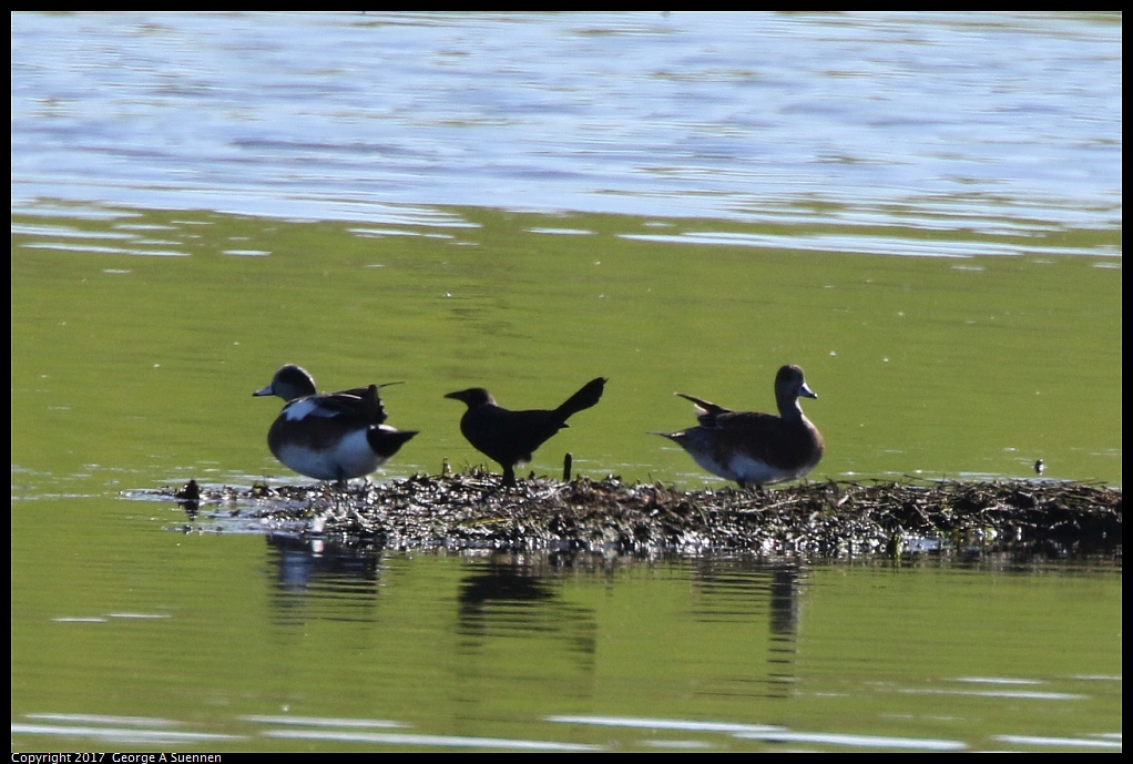 
Great-tailed Grackle and Wigeon
