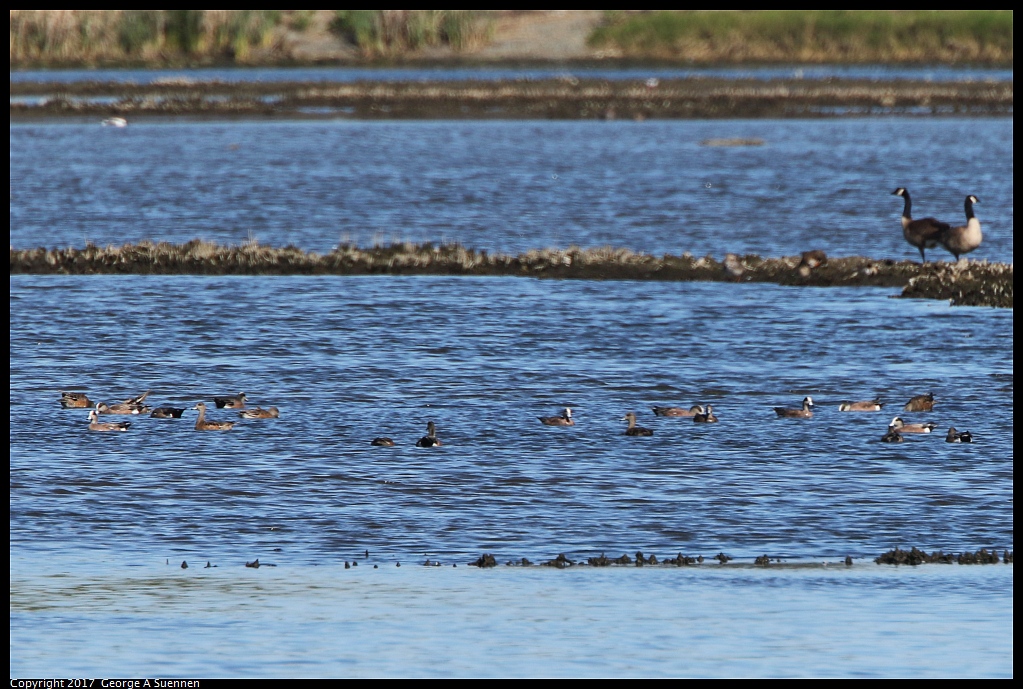 
American Wigeon and Canada Goose
