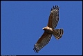 
Red-shouldered Hawk
